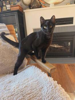 Domestic Short Hair Cats Available for Adoption - Flo | PetCurious