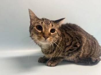 Bilbo -  Domestic Short Hair Cat for Adoption in Golden Valley, Minnesota - Bilbo | PetCurious