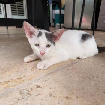 Romeo -  Domestic Short Hair Cat for Adoption in West Palm Beach, Florida - Romeo | PetCurious