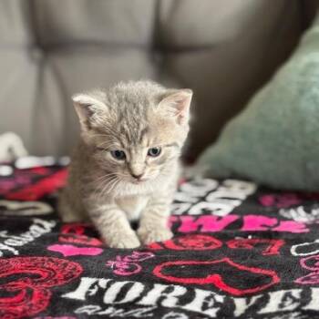 Popcorn -  Domestic Short Hair Cat Available for Adoption in La Grange, Kentucky - Popcorn | PetCurious
