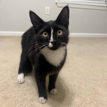 Luigi -  Domestic Medium Hair Cat for Adoption - Luigi | PetCurious