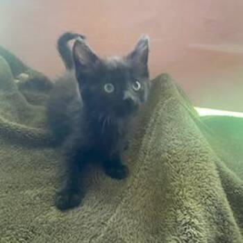 Ember -  Domestic Medium Hair Cat for Adoption in Nashville, Tennessee - Ember | PetCurious