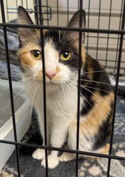 Domestic Short Hair Cats Available for Adoption in Saint Clairsville, Ohio - Burbon | PetCurious