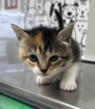 Domestic Short Hair Cats Available for Adoption in North Charleston, South Carolina - 06392B Autumn Petsmart Summerville | PetCurious