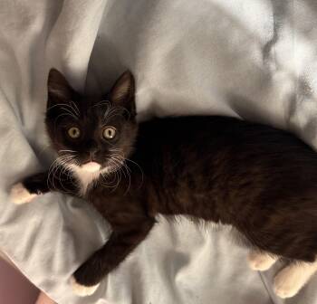 Mabel -  Tuxedo and Domestic Short Hair Cat for Adoption in UNIVERSITY PA, Maryland - Mabel | PetCurious
