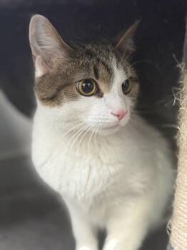 Domestic Short Hair Cats Available for Adoption - Hazel | PetCurious