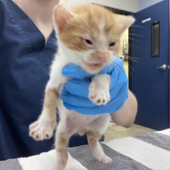Puma -  Domestic Short Hair Cat for Adoption in Galveston, Texas - Puma | PetCurious