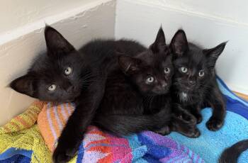 Chamomile and Chai -  Domestic Short Hair Cat for Adoption in Hopkinton, Massachusetts - Chamomile And Chai | PetCurious