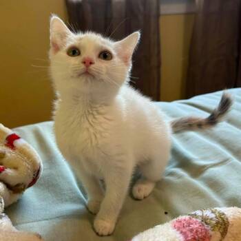 Katherine Pierce (Bonded with Elena Gilbert) -  Domestic Short Hair Cat Available for Adoption in Woodbury, New Jersey - Katherine Pierce (Bonded With Elena Gilbert) | PetCurious