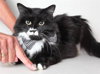 BOBBI -  Domestic Long Hair Cat for Adoption in South Lake Tahoe, California - BOBBI | PetCurious
