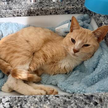 Butters -  Domestic Short Hair Cat for Adoption in Inman, South Carolina - Butters | PetCurious