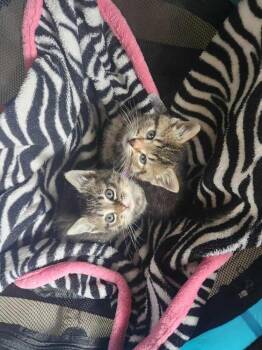 Pico Son -  Domestic Short Hair Cat for Adoption in West Peoria, Illinois - Pico Son | PetCurious
