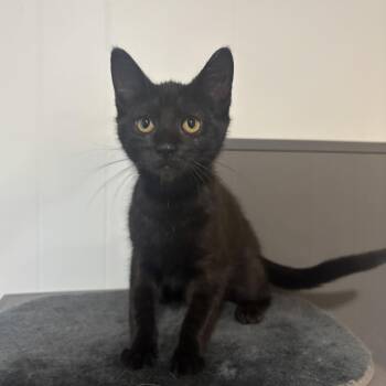 Spackle -  Domestic Short Hair Cat for Adoption in Renton, Washington - Spackle | PetCurious