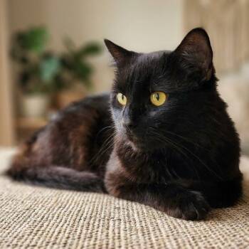 Tator Tots -  Domestic Medium Hair Cat for Adoption in Toms Brook, Virginia - Tator Tots | PetCurious