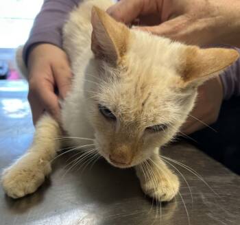 Rescue Domestic Short Hair Cats for Adoption in Mobile, Alabama - Corey | PetCurious