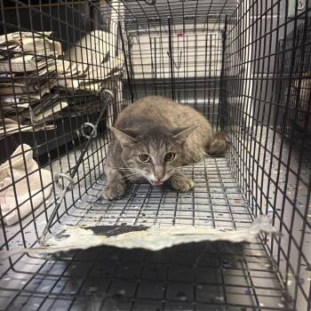 TUSC-Wildlife-84939 -  Domestic Short Hair Cat for Adoption in Tuscaloosa, Alabama - TUSC-Wildlife-84939 | PetCurious