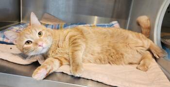 Nibbler -  Domestic Short Hair and Tabby Cat for Adoption in Fairfield, Iowa - Nibbler | PetCurious