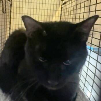 Rescue Domestic Short Hair Cats for Adoption in Des Moines, Iowa - Roman | PetCurious