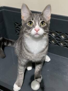 Rescue Domestic Short Hair Cats for Adoption - BB | PetCurious