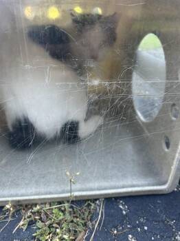 Domestic Short Hair Cats Available for Adoption in Louisville, Kentucky - PIGLET | PetCurious