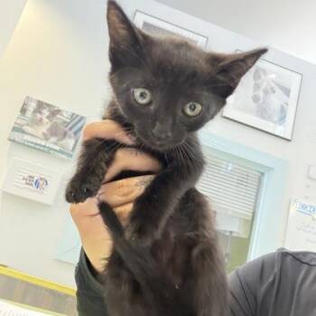 Bernard -  Domestic Short Hair Cat for Adoption in Daytona Beach, Florida - Bernard | PetCurious