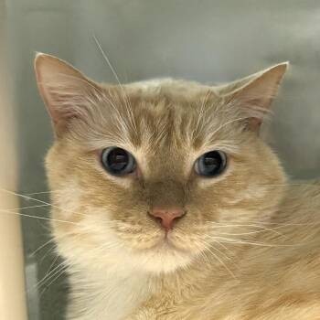 Blue Eyes -  Domestic Short Hair Cat for Adoption in Brenham, Texas - Blue Eyes | PetCurious