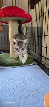 Finn -  Domestic Short Hair Cat for Adoption in Kell, Illinois - Finn | PetCurious