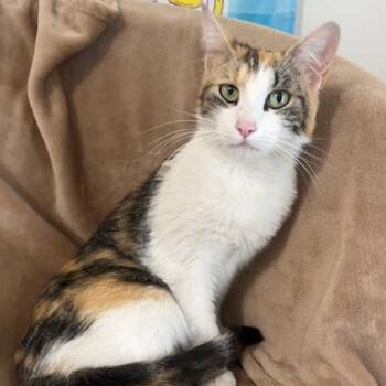 Lucy Lou -  Domestic Short Hair Cat Available for Adoption in Woodinville, Washington - Lucy Lou | PetCurious