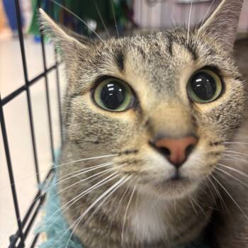 Rescue Domestic Short Hair Cats for Adoption in Vineland, New Jersey - Bow | PetCurious