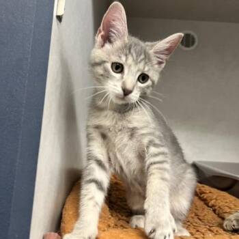 Boomer -  Domestic Short Hair Cat for Adoption in Dayton, Ohio - Boomer | PetCurious