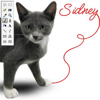 Sidney -  Domestic Short Hair Cat for Adoption in Aransas Pass, Texas - Sidney | PetCurious