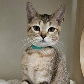Fauna -  Domestic Short Hair Cat for Adoption in The Colony, Texas - Fauna | PetCurious