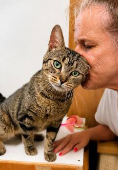 Athena (FCID# 07/17/2026 - 169) Willow Grove -  Tabby Cat for Adoption in Greenville, Delaware - Athena (FCID# 07/17/2026 - 169) Willow Grove | PetCurious