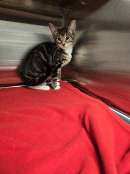 Rescue Domestic Short Hair Cats for Adoption in Hilton Head Island, South Carolina - Louis | PetCurious