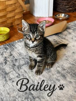 Bailey -  Domestic Short Hair Cat for Adoption in Seven Valleys, Pennsylvania - Bailey | PetCurious