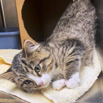 Rescue Tabby Cats for Adoption in Millcreek, Utah - Wonka | PetCurious