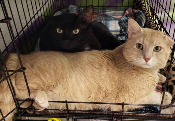 Rescue Domestic Short Hair Cats for Adoption in Anna, Illinois - Charlie | PetCurious