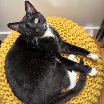 Rescue Domestic Short Hair Cats for Adoption - Lincoln 2 | PetCurious