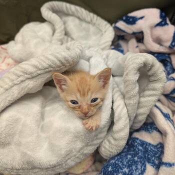 Ara -  Domestic Short Hair Cat for Adoption in Oceanside, California - Ara | PetCurious