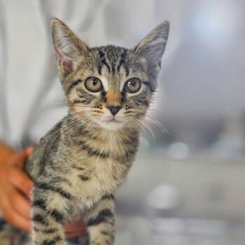 Rambo -  Domestic Short Hair Cat for Adoption in Chapel Hill, North Carolina - Rambo | PetCurious