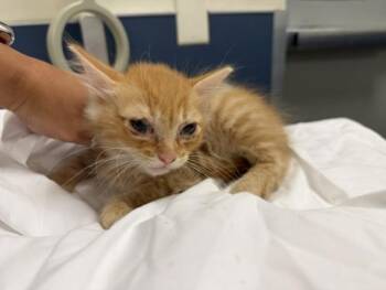 BOOGER -  Domestic Medium Hair Cat for Adoption in Doral, Florida - BOOGER | PetCurious