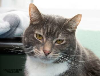 Rescue Domestic Short Hair Cats for Adoption in Shorewood, Illinois - Wally | PetCurious