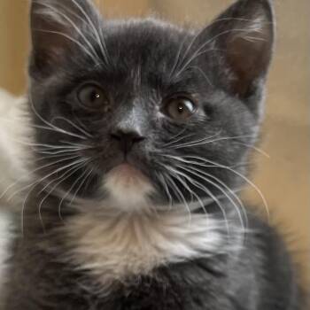 Domestic Short Hair Cats Available for Adoption in Glenfield, New York - Minnie | PetCurious