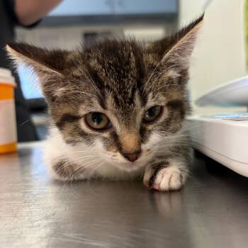 Cady Heron -  Domestic Medium Hair Cat for Adoption in Charleston, West Virginia - Cady Heron | PetCurious