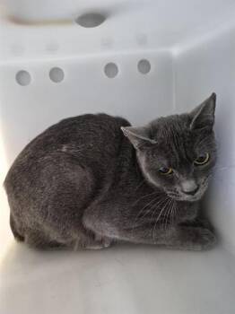 Domestic Short Hair Cats Available for Adoption in Corpus Christi, Texas - CUDDLES | PetCurious