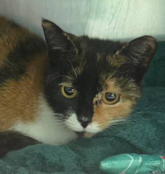Sweetface -  Domestic Short Hair Cat for Adoption in Olean, New York - Sweetface | PetCurious