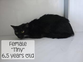 Tiny -  Domestic Short Hair Cat for Adoption in Holbrook, Arizona - Tiny | PetCurious