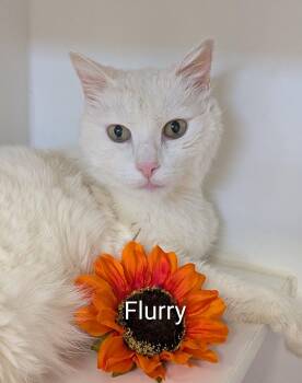 Flurry -  Domestic Short Hair Cat for Adoption in Flint, Michigan - Flurry | PetCurious