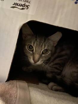 Domestic Short Hair Cats Available for Adoption in Quakertown, Pennsylvania - Crackle | PetCurious
