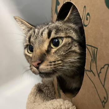 Sage -  Domestic Short Hair Cat for Adoption in Saint Charles, Missouri - Sage | PetCurious
